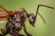 ant-macro-animal-insects-small-1127650.jpg