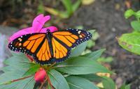 monarch-butterfly-macro-insect-699553.jpg