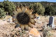 cemetery-sunflower-metal-grave-1697534.jpg