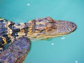 alligator-reptile-swamp-bayou-199359.jpg