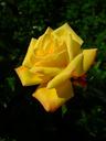 yellow-rose-rose-bloom-blossom-1544186.jpg