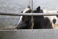 animal-cow-cattle-dairy-livestock-678193.jpg