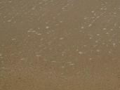 sand-beach-sandy-wet-coast-shore-422521.jpg