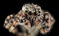 Jumping_Spider_5,_face,_Upper_Marlboro_2013-10-18-11.39.19_ZS_PMax.jpg