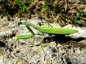 praying-mantis-mantodea-close-1286914.jpg