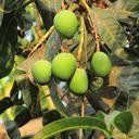 fresh-mango-dharwad-india-fruit-300894.jpg