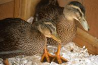 ducks-animals-bird-pet-nature-639069.jpg