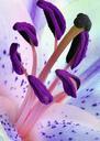 lily-stamens-pollen-flower-nature-452491.jpg