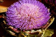 artichoke-vegetables-blossom-bloom-1666098.jpg