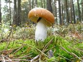 fungus-mushrooms-autumn-nature-128493.jpg