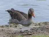 bean-goose-feathered-animal-329400.jpg