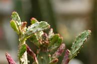 arboretum-cactus-flowers-1675043.jpg