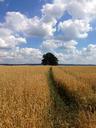 corn-field-clouds-tree-corn-field-1222695.jpg