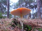 mushroom-autumn-red-white-dots-652150.jpg