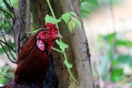 cockerel-rooster-chicken-male-cock-233702.jpg