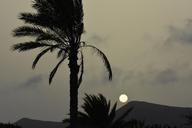 palm-tree-sun-sunset-landscape-436974.jpg