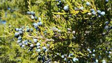 red-cedar-juniperus-virginiana-1023638.jpg