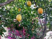 lime-colors-fruit-trees-fruit-1331775.jpg