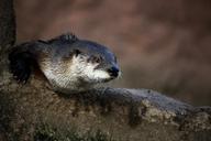 otter-close-up-water-animal-170737.jpg