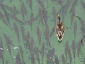 mallard-fish-together-swim-swarm-437330.jpg