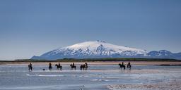 danish-horses-on-a-field-in-the-summer-iceland.jpg