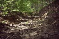 forest-riverbed-stone-nature-907207.jpg