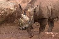 rhino-safari-zoo-112252.jpg