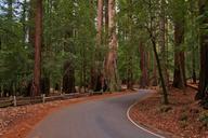 redwoods-forest-trees-road-507539.jpg