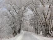 cold-countryside-forest-fresh-13868.jpg