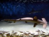 hammerhead-shark-fish-shark-586807.jpg