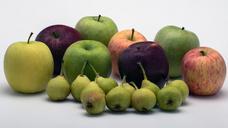 still-life-apple-pears-colorful-840090.jpg