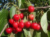 cherries-fruit-red-mature-807514.jpg