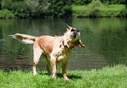 dog-golden-retriever-wet-shake-1187598.jpg