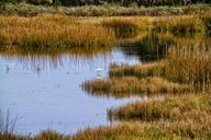 marsh-egret-bird-nature-swamp-697390.jpg