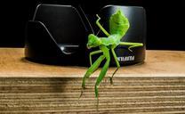 praying-mantis-fishing-locust-green-190183.jpg