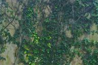 vines-green-leaves-wall-698791.jpg