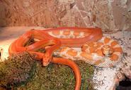 corn-snake-snakes-terraristik-720509.jpg