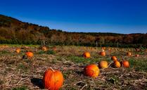 pumpkin-patch-autumn-fall-halloween-1599169.jpg