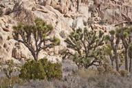 Joshua_trees_along_Park_Boulevard.jpg