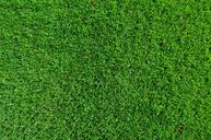 green-grassland-background-turf-1133841.jpg