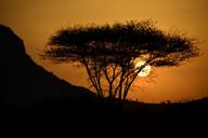 sunset-east-sun-acacia-africa-650621.jpg