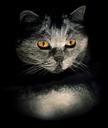 cat-darkness-eyes-weird-lichtspiel-1480497.jpg