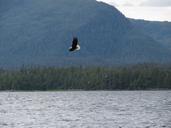 bald-eagle-eagle-raptor-18926.jpg