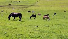 pasture-horses-horse-pasture-431730.jpg