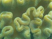 underwater-coral-underwater-world-987618.jpg