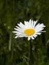 buttercup-nature-pointed-flower-800583.jpg