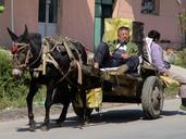 donkey-carts-companions-drive-dare-186121.jpg