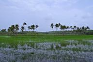 pasture-low-land-buffaloes-382243.jpg