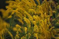 wildflowers-yellow-weeds-nature-477016.jpg