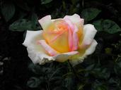 rose-yellow-rose-bloom-spring-592686.jpg